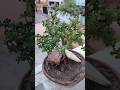 Jade Cutting to Healthy Plant 🌿 | Fast Growth Update ✨#jadeplant #jadecutting #succulentplants