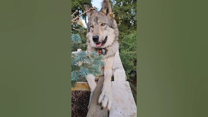 Wolf vs. Dog Intelligence! #petwolf #wolfpup #wolfdog - DayDayNews