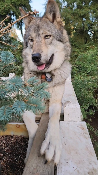 Wolf vs. Dog Intelligence! #petwolf #wolfpup #wolfdog