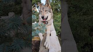 Wolf vs. Dog Intelligence! #petwolf #wolfpup #wolfdog