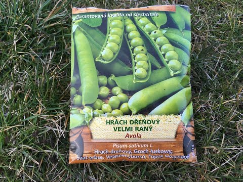 Video: Tendercrop Bush Fazuľa – Zistite viac o pestovaní Tendercrop Fazule
