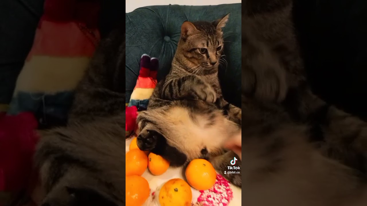 Surprising Smells Cats Hate Orange Fruit