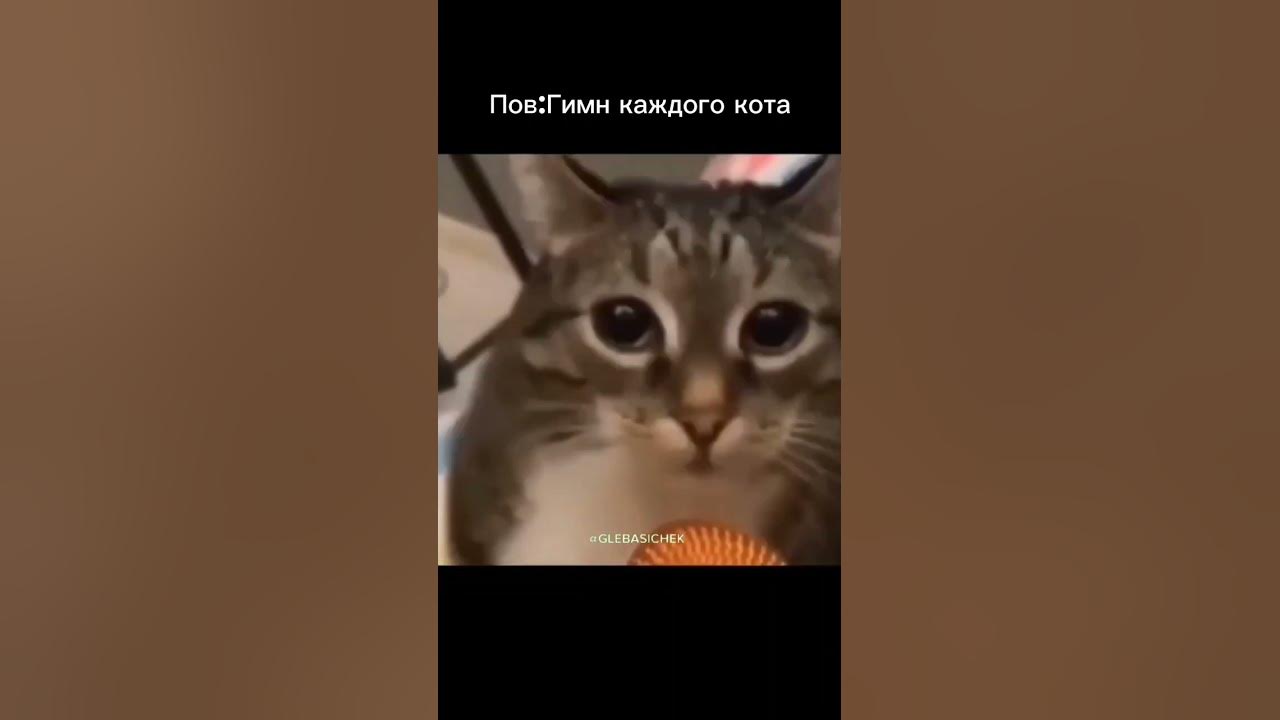 Мем с котом раша раша Новости 28 июня 2019 года  крупнейший информационный сайт Росси