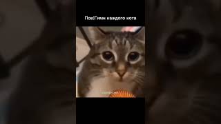 Пов: почти каждый кот #warthunder #russia #глебас #остаппарфенов #рее #мем #рекомендации