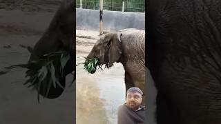 #elephant #adoreble #babyelephant#viralvideo#shorts#elephantlove#cute #love #shortvideo#short#viral