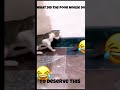 Cat Slapping A Rat Shorts Funny Funnyvideo Funnyshorts Funnycats Mouse