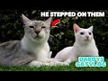 VEGETABLE Planting with My CATS 🍆🍅 | DaBoys CatVlog