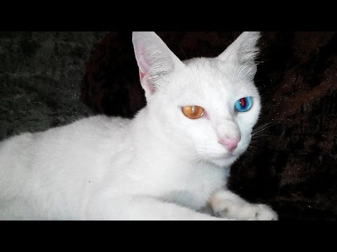 Mata kucing unik , biru dan kuning. - YouTube