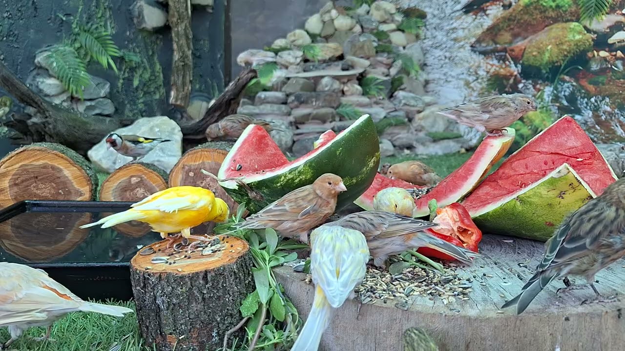 🐦Feeding Colorful Birds Watermelon 🍉 | Canaries & Exotic Birds in Aviary | Outdoor Aviary | Birds