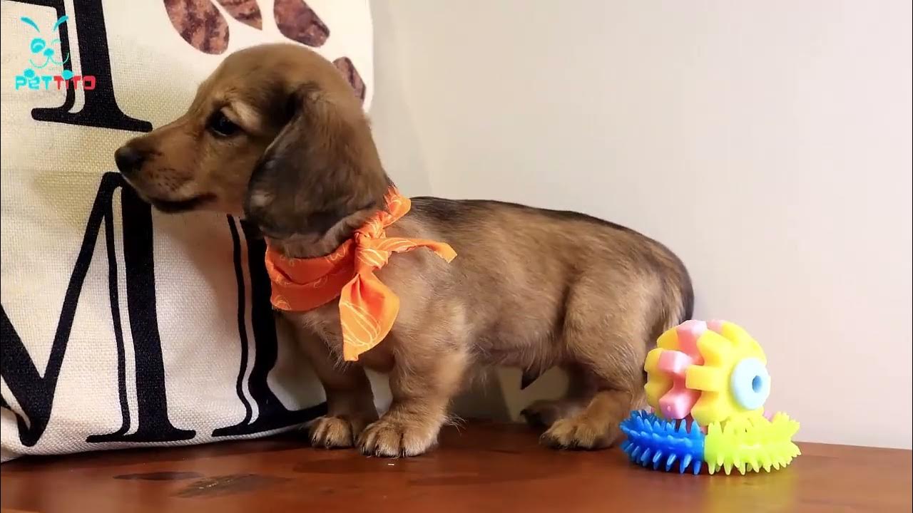 Theo Miniature Dachshund puppy for Sale in Oklahoma City, OK YouTube