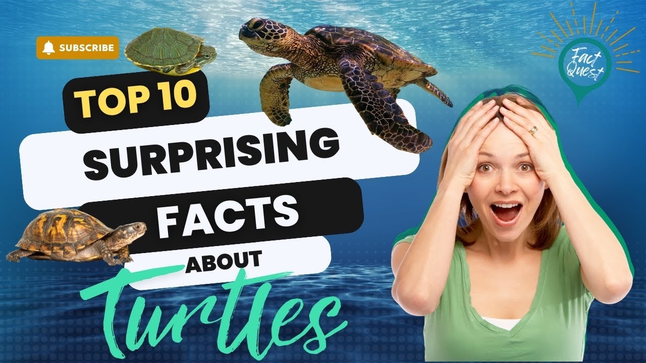 🐢 10 Surprising Facts About Turtles | Fact Quest - YouTube