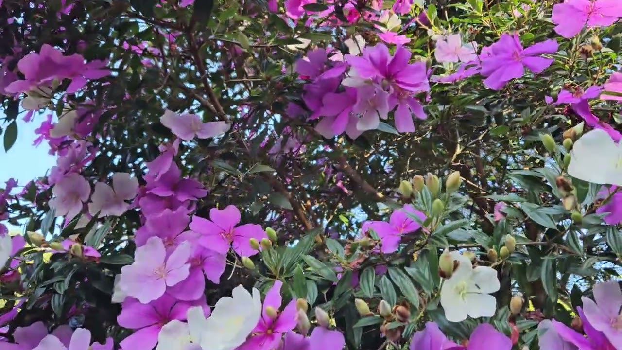 Manacá florido 250626 