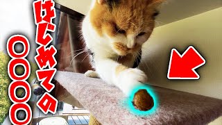 保護してきて初のまたたびで三毛猫のまりもはどうなる？