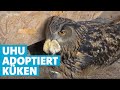 Tierische Adoption - Uhu-Mama zieht Hühnerküken auf | SWR | Landesschau Rheinland-Pfalz