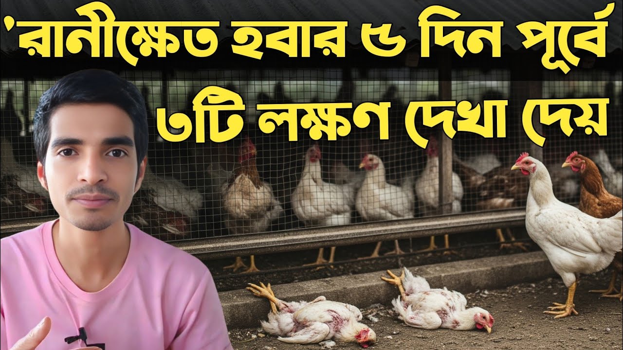 মুরগির রানীক্ষেত রোগের লক্ষণ! এবং সঠিক এন্টিবায়োটিক ঔষধ 