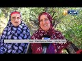 جيجل جني محصول الزيتون اندثار عادات وتقاليد الأجداد وتراجع الإنتاج