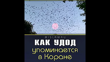Как удод упоминается в Коране
