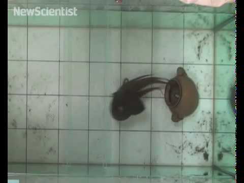 Octopus Fooled By HDTV