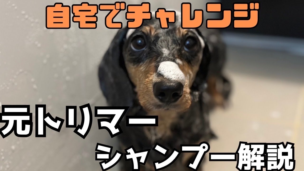 【犬７頭と暮らすおっさん】犬のシャンプー解説withみちる