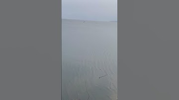 #fishing #youtube #fish #instagram #shortvideo #shorts #video #trending #reels #viral