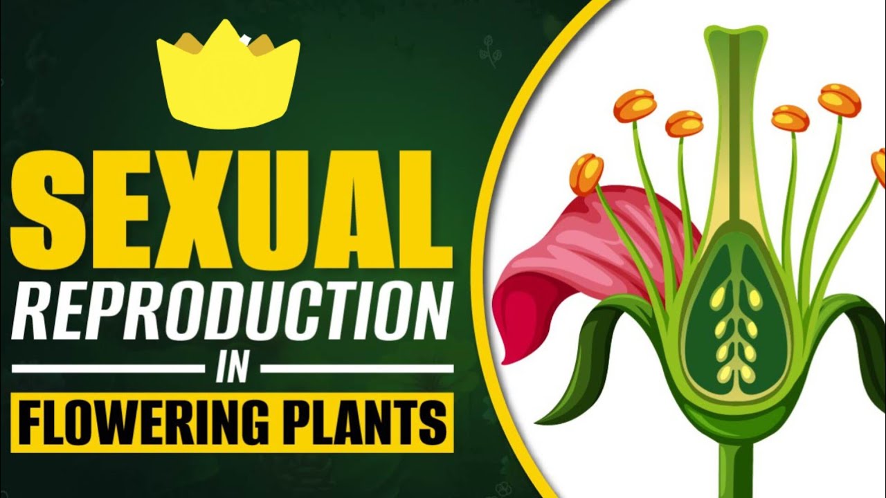 Ovule sexual reproduction in flowering plant class 12 