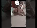 💭💭🐾😹👀🐕 #funny#reels#pets#shortsfeed#shorts#trending#trendingshorts#viralvideo#reelsdaily#fun#comedy