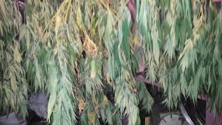 Outdoor Garden Grow: Cinderella 99 -- When Nature fks you over