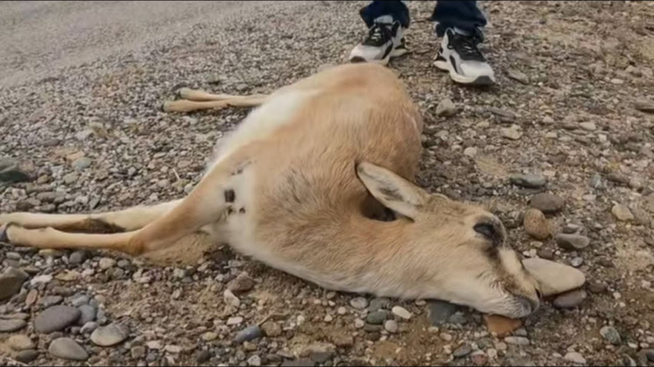 Он оказался в ловушке и потерял надежду — незнакомец остановил его путешествие, чтобы спасти его