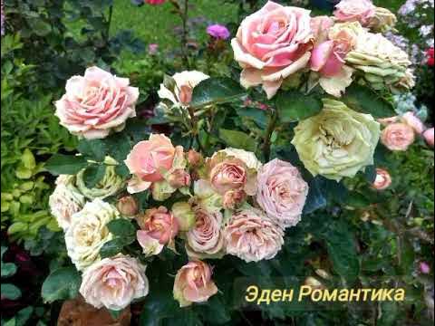 Роза Эден Романтика.Фотоэтюд. - YouTube