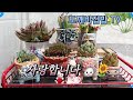 25♡7#28🐰🌻 하엽정리했어요#다육식물 #다육이 #식집사#다육이화상