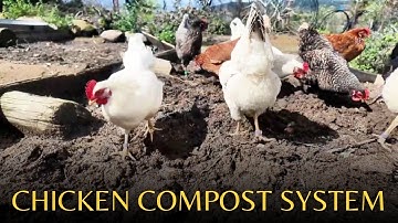 Chicken compost system - Composting made easy