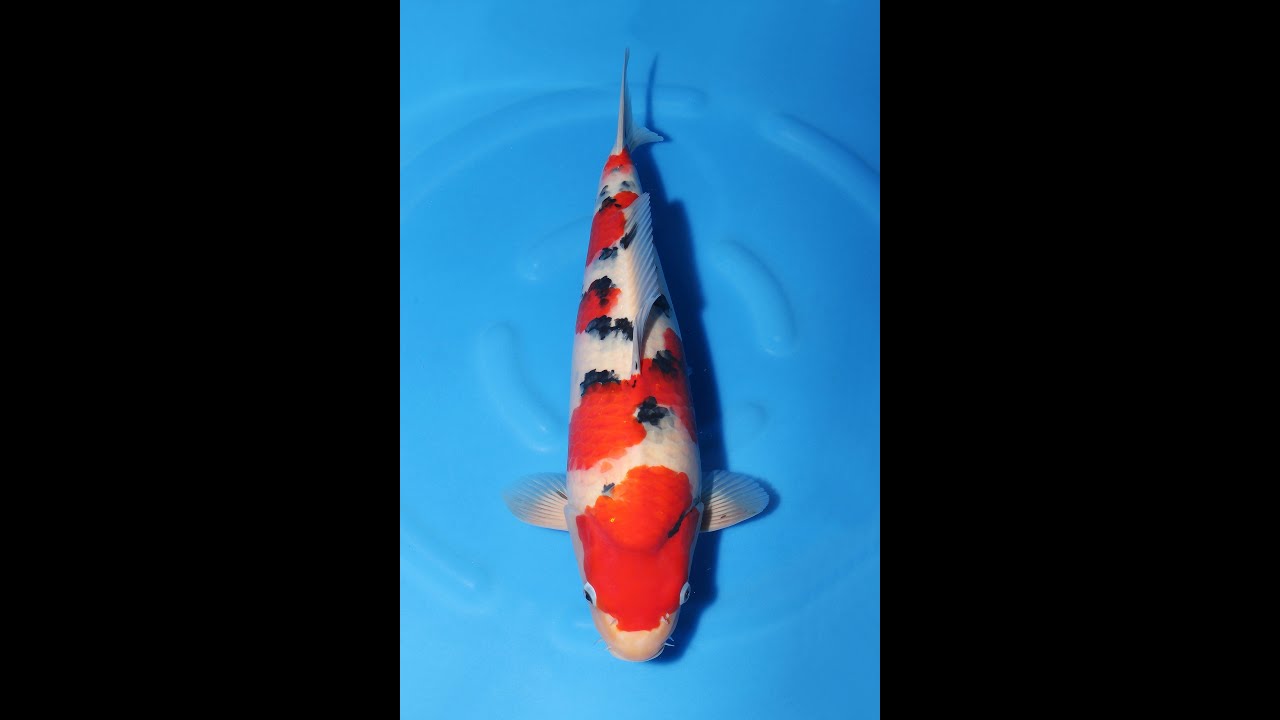 大正三色♀ 45㎝ / 錦鯉通販販売【仙助】