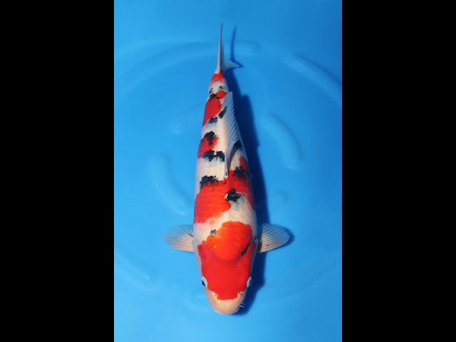 原画no.19 玄淵錦鯉 原画no.19 玄淵錦鯉