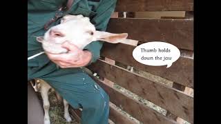 Drenching a Goat