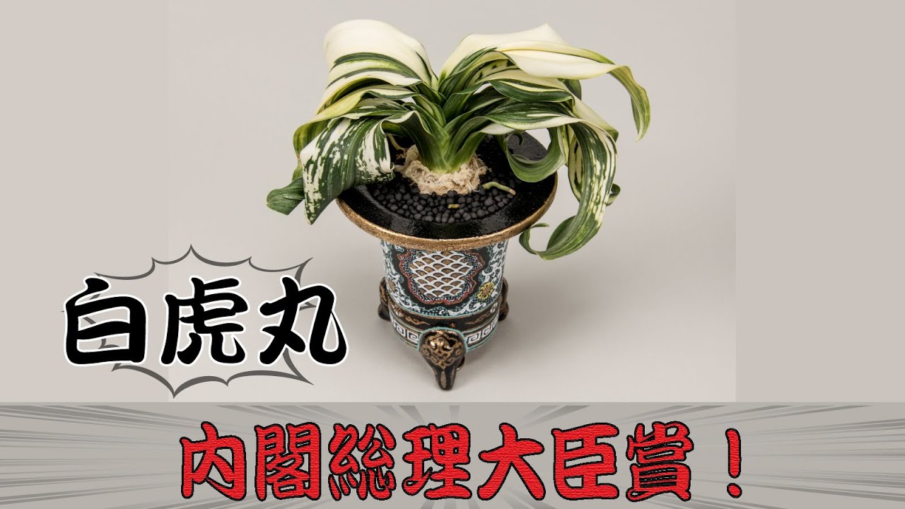 おもと内閣総理大臣賞の「白虎丸（びゃっこまる）」ってどんな木？