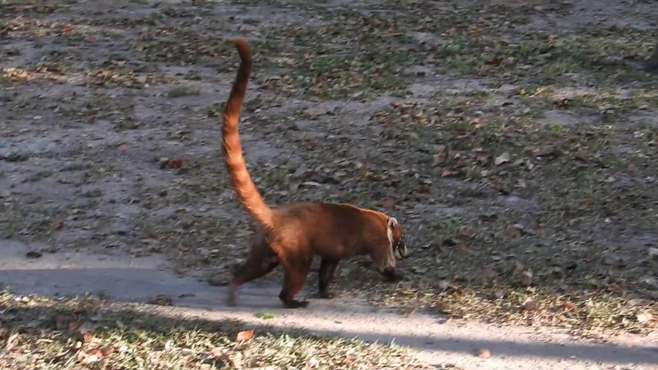 A Coati runs around outside the ruins of Tikal, Guatemala. - YouTube