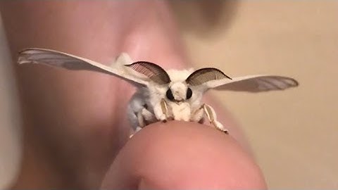 Cutie fluffy silk moth