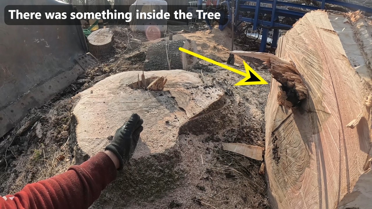Removing rotten and leaning trees