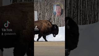 Bison
