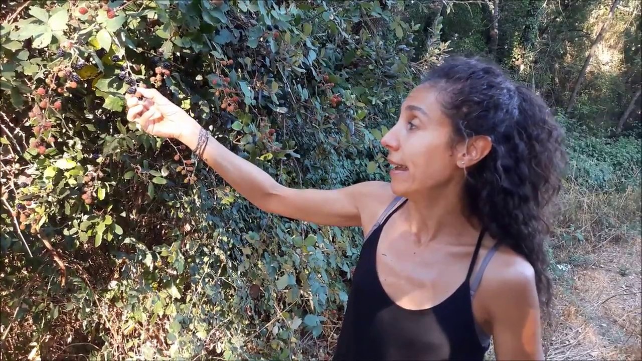 Moras-Rubus ulmifolius