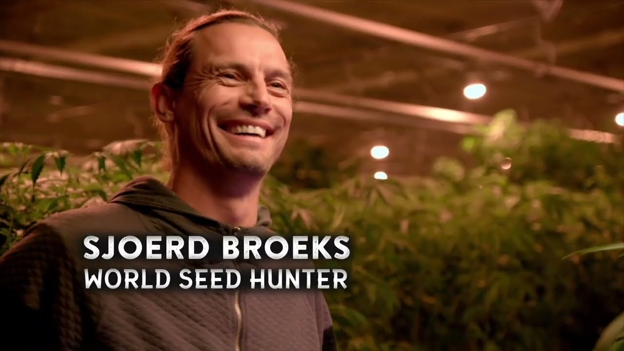 World Seed Hunter Sjoerd Broeks | Growing Belushi