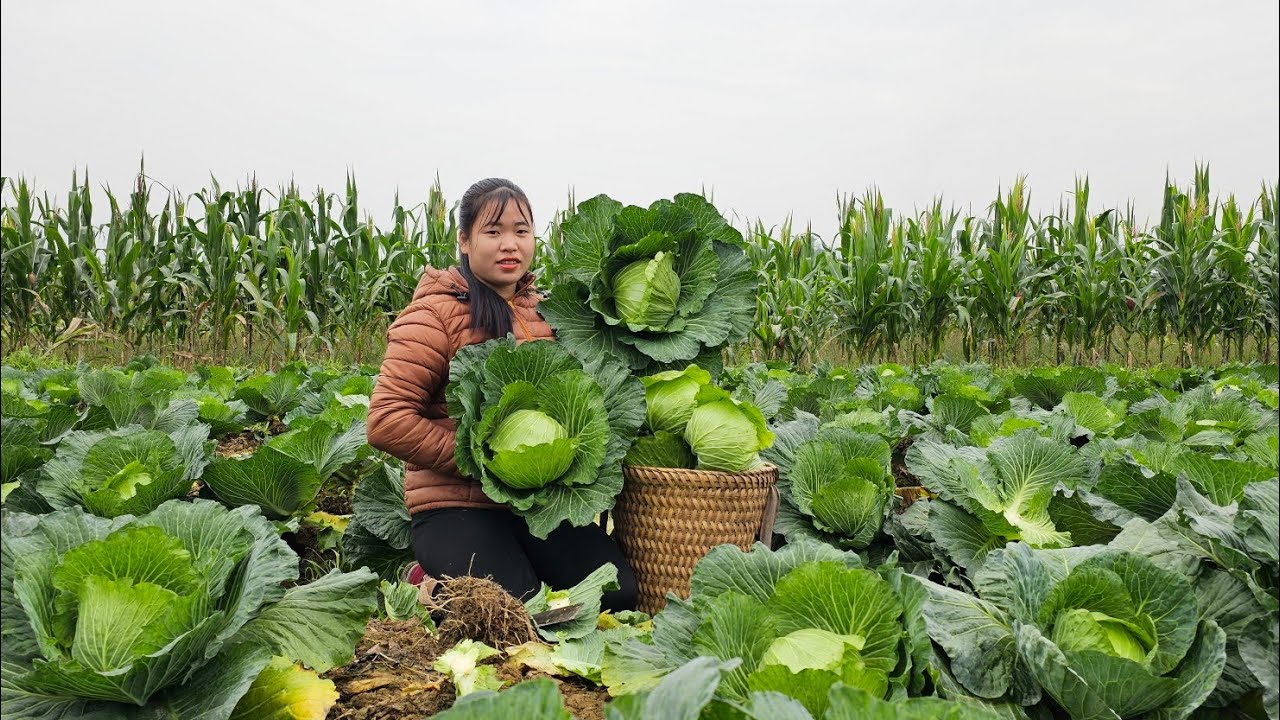 Giant Cabbage Garden Harvested for Sale - Farm Life | Linh's Life