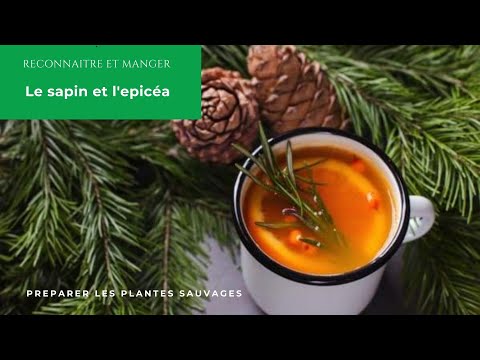 Vidéo: Un sapin est-il un pin ?