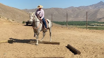 Schooling the Gray in the Missing Link Snaffle