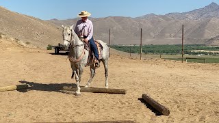 Celebrity Schooling the Gray in the Missing Link Snaffle Profile