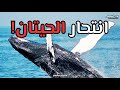 انتحار الحيتان!! 💀😱
