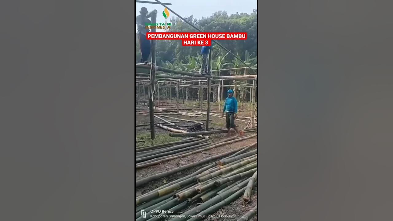 PEMBUATAN GREEN HOUSE BAMBU - HARI KE 3 #tunastaniindonesia #greenhouse #greenhousebambu PEMBUATAN GREEN HOUSE BAMBU - HARI KE 3 #tunastaniindonesia #greenhouse #greenhousebambu