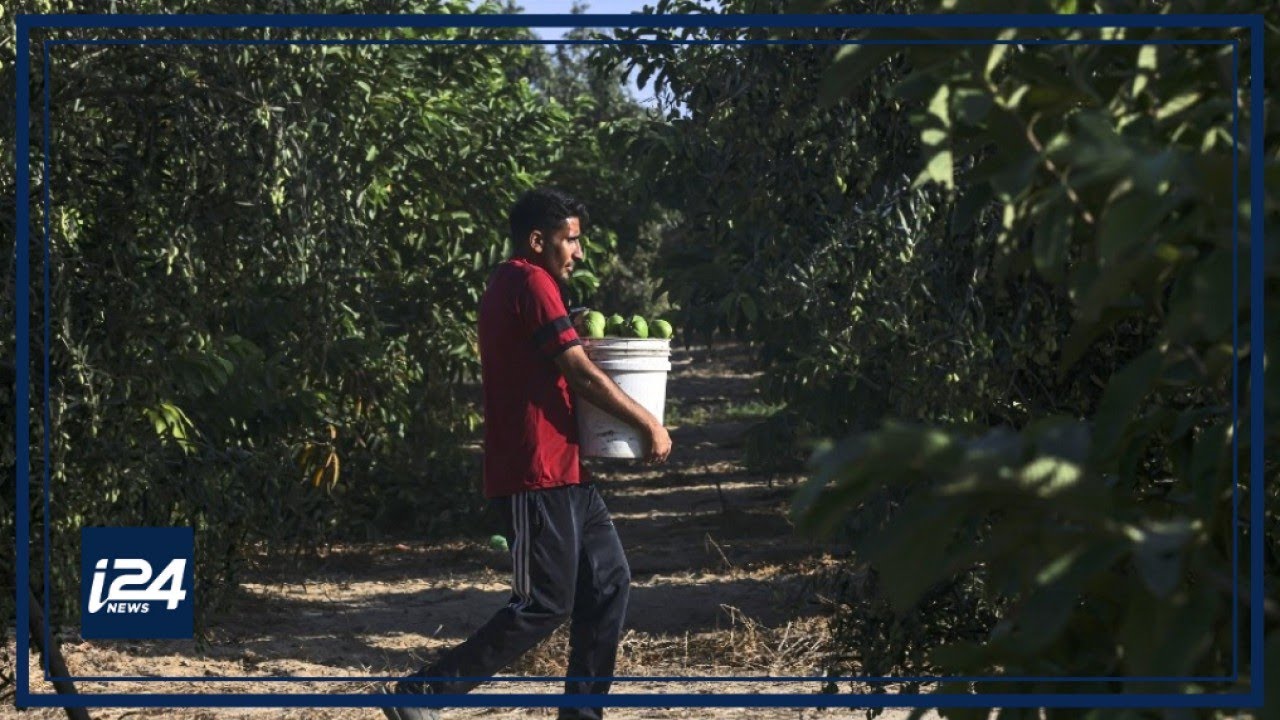 Vertical farming addresses Gaza's demographic crisis