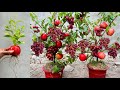 Unique skill apples with grapes fruits growing fast eggs and aloe vera how to grow apple trees