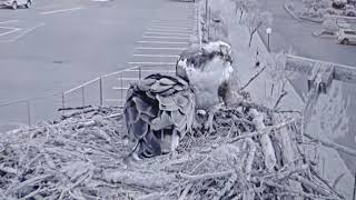 Iris and NG2 have a talk about who gets to incubate Egg 1, 5/5/26